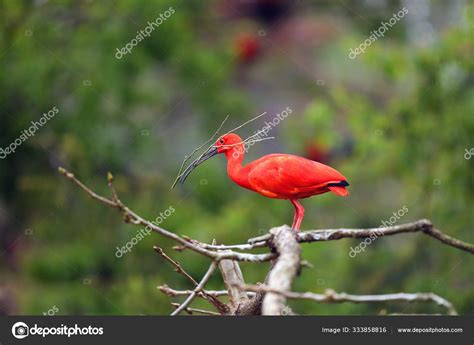 Scarlet Ibis Eudocimus Ruber Sitting Branch Twig Its Beak Red Stock