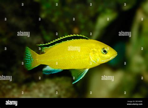 Electric Yellow Cichlid Labidochromis Caeruleus Native To The East