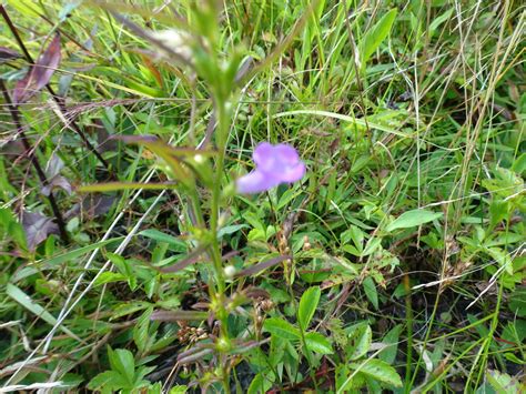 Nova Scotia False Foxglove From Highland Park Hammonds Plains NS