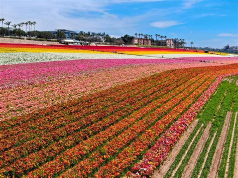 The California Flower Fields That Are Too Pretty to Miss