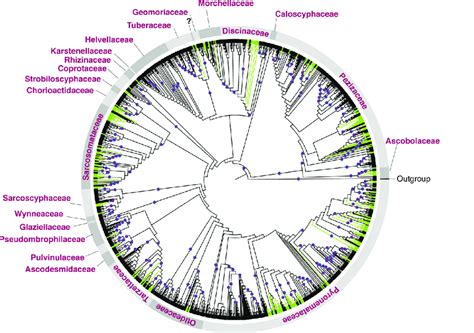 Maximum Likelihood Phylogeny Based On 28s Sequences Of Pezizomycetes Download Scientific