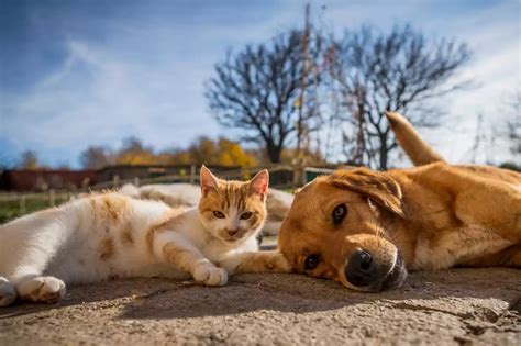 Tigrou Tao Tokyo Tina Découvrez les noms de chats et de chiens