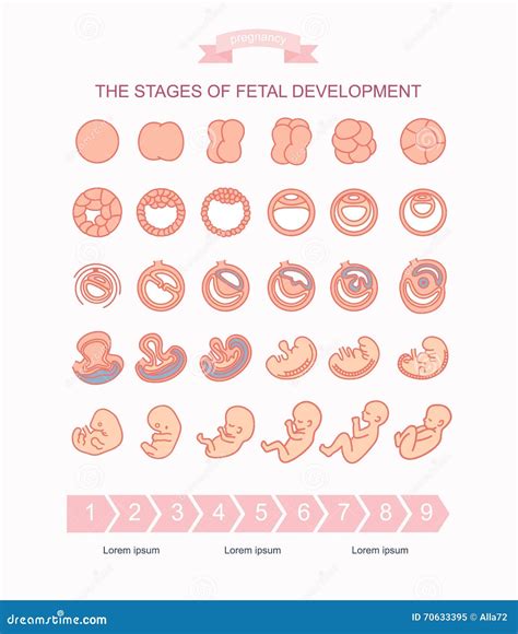 Vector Illustration Stages Of Fetal Development Stock Vector