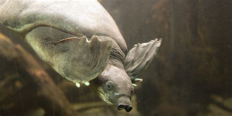 Fly River turtle | Smithsonian's National Zoo and Conservation Biology ...