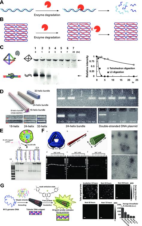 Physiological Stability Of Dna Nanostructures A Fast Degradation Of