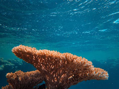 How Are Coral Reefs Affected By Climate Change World Economic Forum