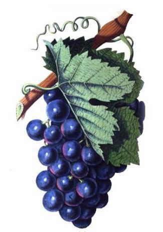 Caracter Sticas De La Vid Vitis Vinifera Botanical Online