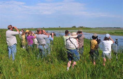 How Popular Is Birdwatching Birda