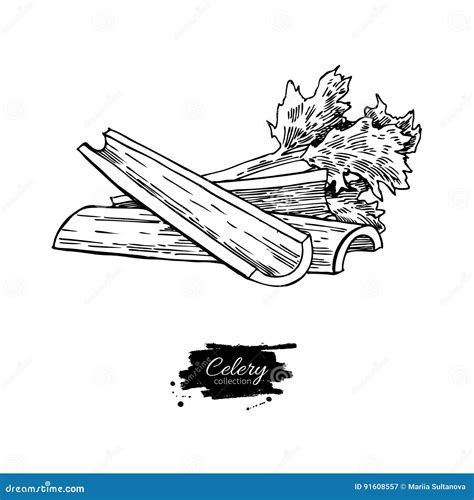 Celery Stick Hand Drawn Vector Illustration Isolated Vegetable