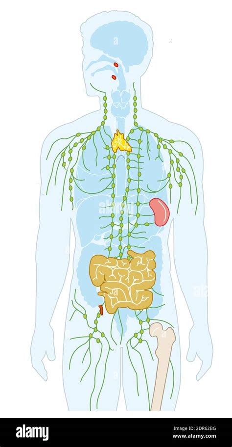 Anatomía Del Sistema Inmunológico Humano Imágenes Recortadas De Stock Alamy