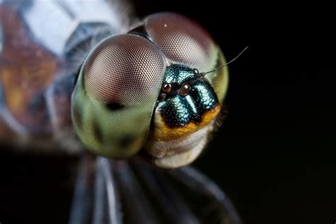 Amazing eyes: 17 vision champions | Natural History Museum