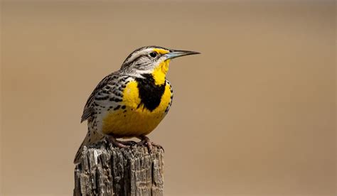 20 Fascinating Western Meadowlark Facts Exploring The Charm Of The Plains