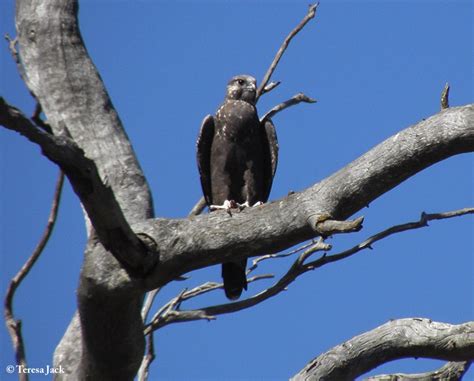 Falconidae Archives Birds Sa