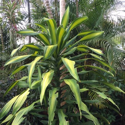 Dracaena Fragrans Massangeana Happy Plant Uploaded By Sussanah