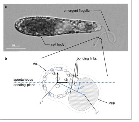 Inner Structure Of Euglena Gracilis Flagellum A A Specimen Of Download Scientific Diagram