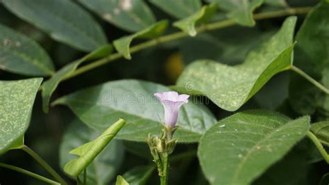 Ipomoea Triloba Also Known As Little Bell Three Lobed Morning Glory