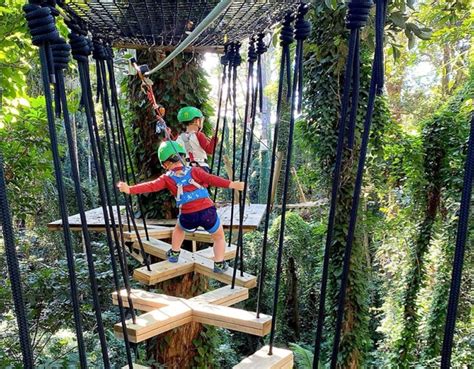 Treetop Challenge Juniors North Tamborine | Must Do Brisbane