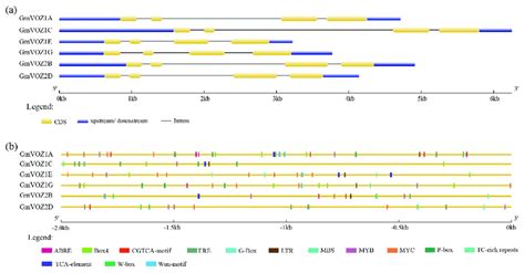 Analysis Of Exon Intron Structures And Cis Acting Elements A Download Scientific Diagram