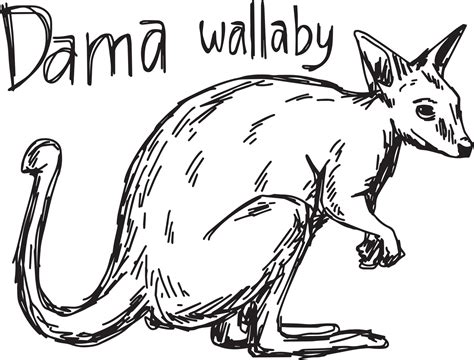 Dama Wallaby Vector Illustration Sketch Hand Drawn 3127213 Vector Art