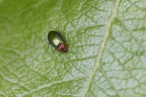 Weiden Erdfloh Willow Flea Beetle Crepidodera Aurata Flickr