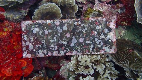 crustose coralline algae — Coral Reef Diagnostics