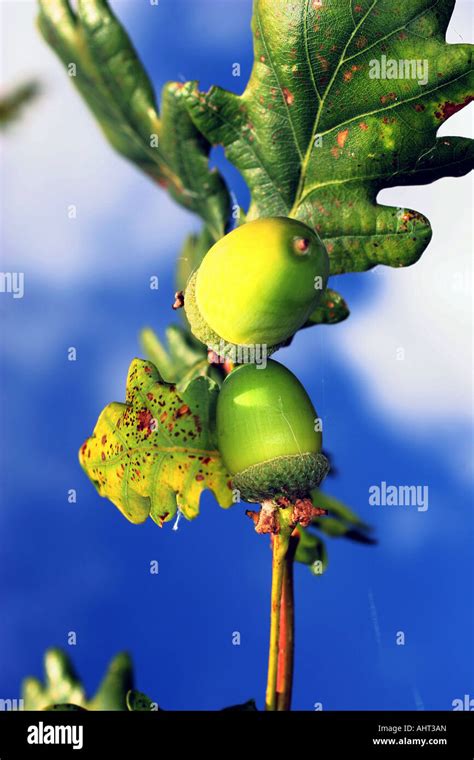 Acorn Oak Tree Hi Res Stock Photography And Images Alamy