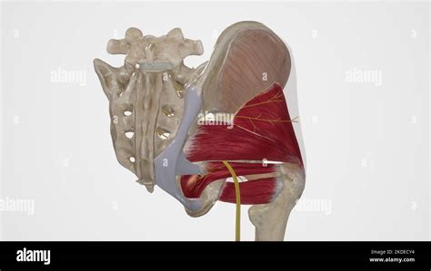 Medical Illustration of Superior Gluteal Nerve Stock Photo - Alamy