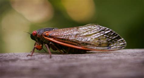 A Psychedelic Fungus Is Making Cicadas Sex Crazy While Simultaneously Causing Their Genitals To