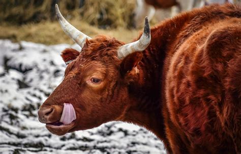 Brown and White Highland Cattle · Free Stock Photo