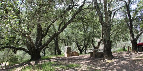 Live Oak Campground - Mount Diablo State Park - camping in California