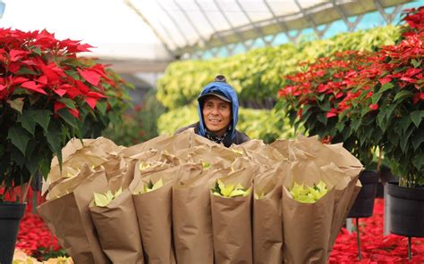 Vivero Floresa Y La Producci N De La Flor De Nochebuena Reflejos