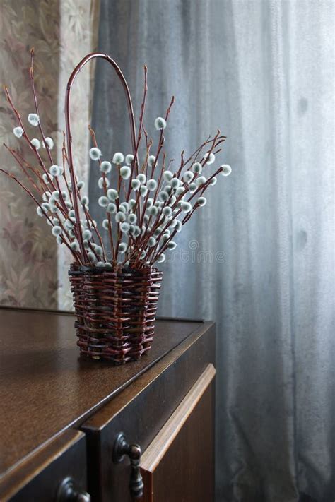 Pussy Willow Stock Photo Image Of Festive Isolated