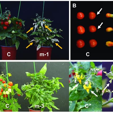 Various Phenotypes Of Mutant M2 Plants Mutants M 1 M 2 And M 3