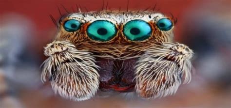 Funny Spiders News from the Philippines