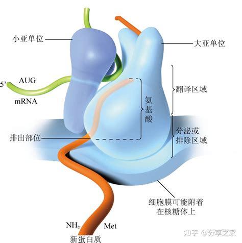 中学生物各类模式高清图片 知乎