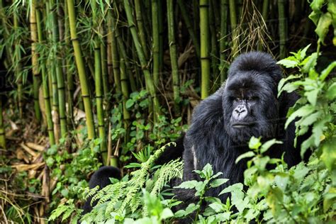 When To Go Gorilla Trekking In Uganda Best Time Of The Year For