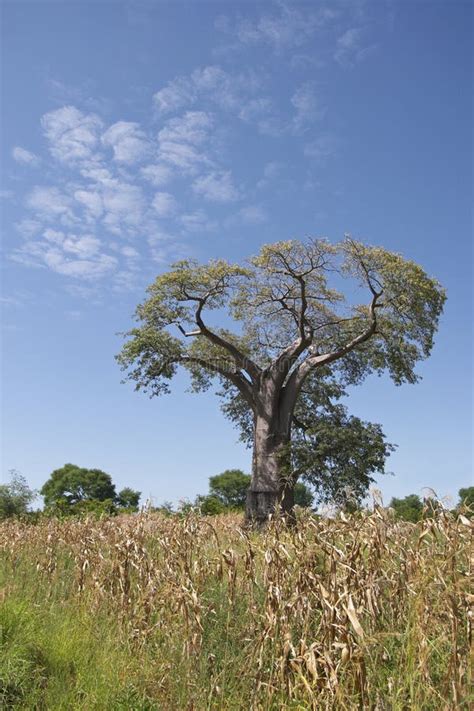 Un Rbol Del Baobab Malawi Imagen De Archivo Imagen De Rural Seco