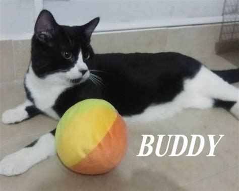 Lecco Tenero Gattino Da Adottare Buddy Regalo Gattini Gatti