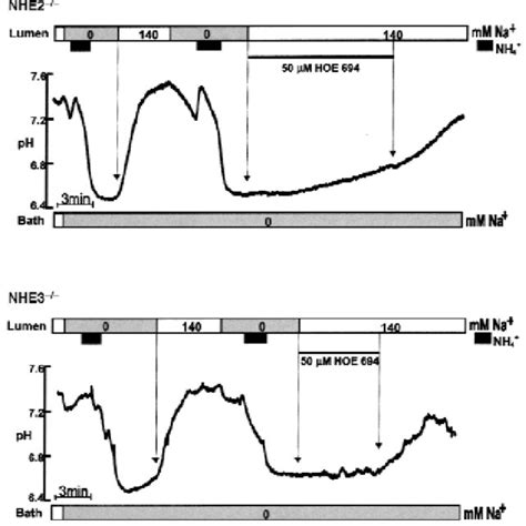 The Luminal Na Dependent H Efflux Is Inhibited By Hoe 694 The