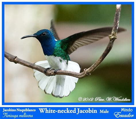 White Necked Jacobin Hummingbird Male Florisuga Mellivor Flickr