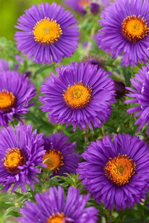 Aster Nowoangielski Purple Dome Aster Novae Angliae Byliny Ogrodowe