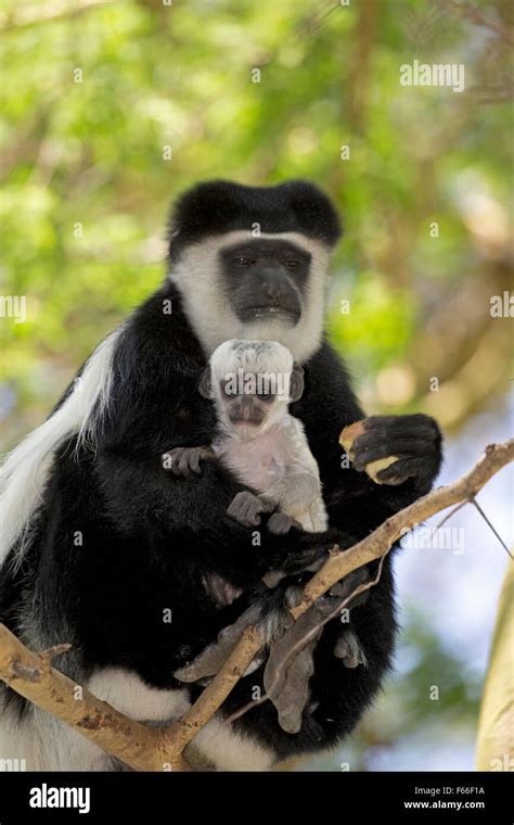 Eastern Colobus monkey with baby sitting in Acacia tree Colobus guereza ...