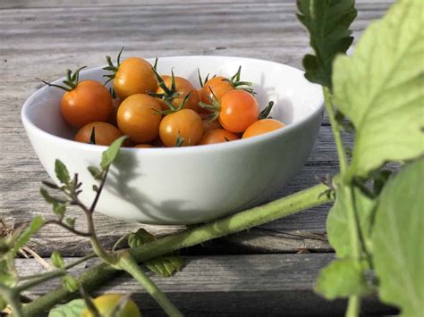 Best Tasting Tomatoes Top Varieties For Garden And Culinary Uses