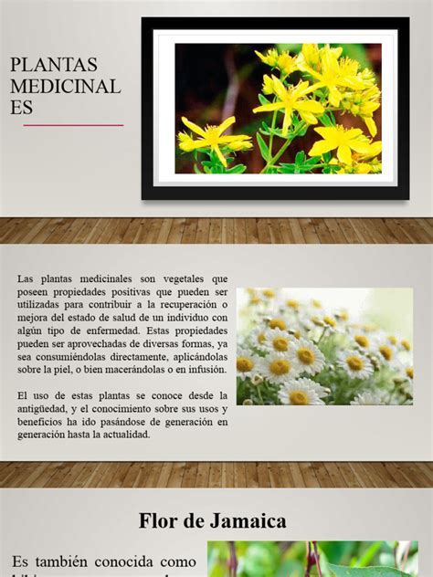 Plantas Medicinales Pdf Plantas Medicinales Plantas