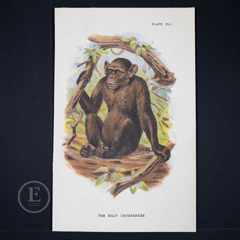 The Bald Chimpanzee Original Chromolithograph Published 1894-97, London ...