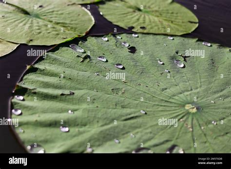 Water Droplets On Lily Pad Stock Photo Alamy