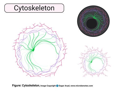 Animal Cell: Structure, Parts, Functions, Labeled Diagram - Tiểu Học ...