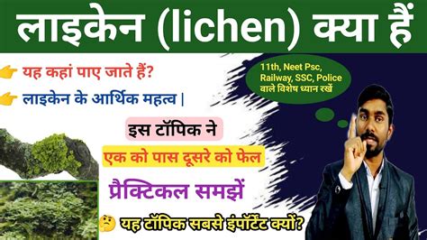 लइकन lichens लइकन क आरथक महतव importance of lichens