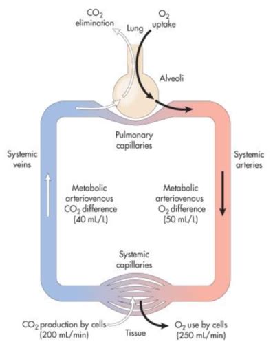 Oxygen Delivery To Tissue Flashcards Quizlet