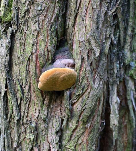 small growth   bark   tree stock image image  mushroom